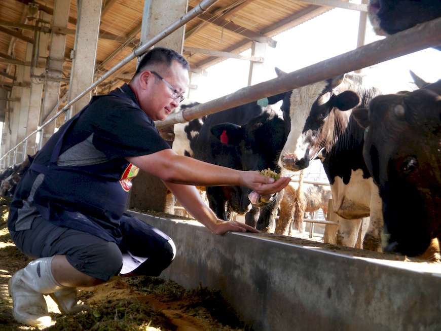 營養均衡的飼料。 友善畜牧。鈜景御牧牛。楊鎵燡。牛隻飼育。食物里程。低碳飲食。牛肉風味。